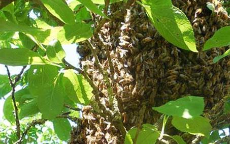 海角蜜蜂 海角蜜蜂与哪种蜜蜂相同?