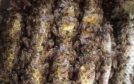 传统蜂箱 传统蜂箱怎么割蜜