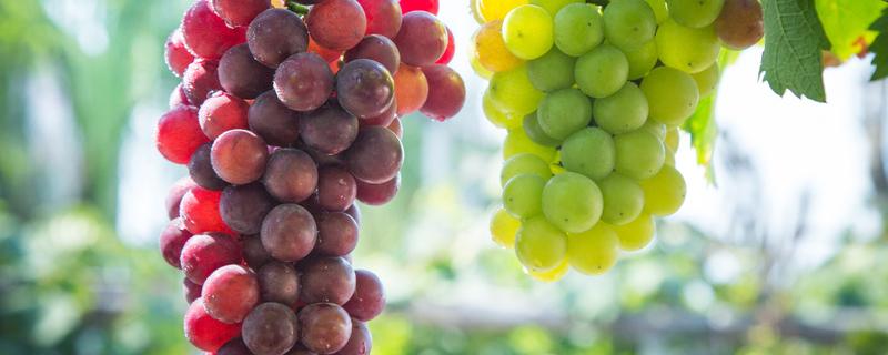 葡萄收获期复古分类 葡萄收获复古的季节