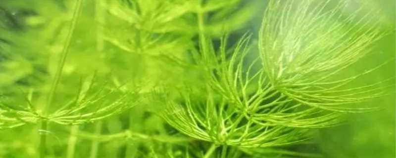 金鱼藻是藻类植物吗 衣藻和金鱼藻是藻类植物吗