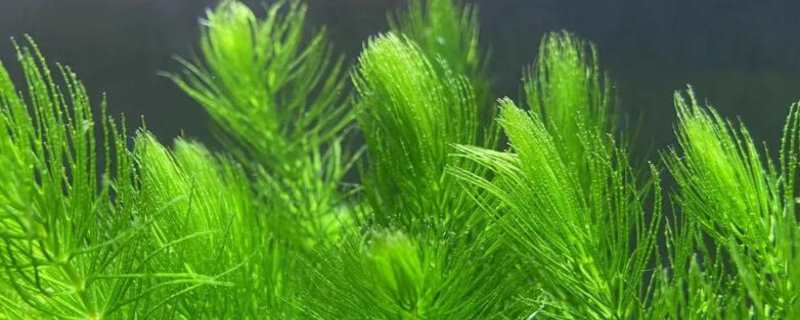 金鱼藻怎么种植 金鱼藻如何种植