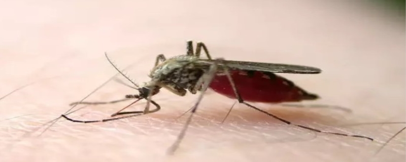 蚊子能活多久 吸不到血的蚊子能活多久