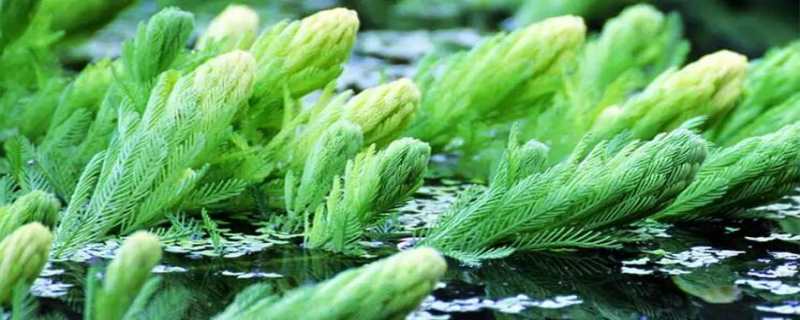 金鱼藻可以净化水质吗（金鱼藻 净水）