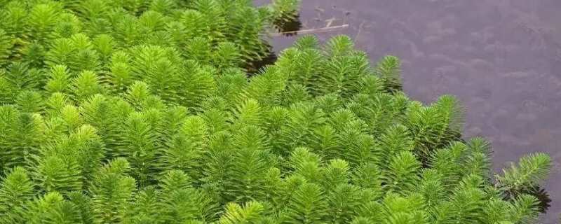 金鱼藻有什么作用 金鱼藻的功效