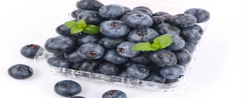 蓝莓是什么季节的水果（云南蓝莓是什么季节的水果）