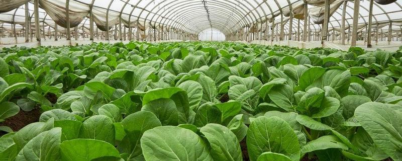 种植蔬菜的新技术 新型蔬菜种植技术