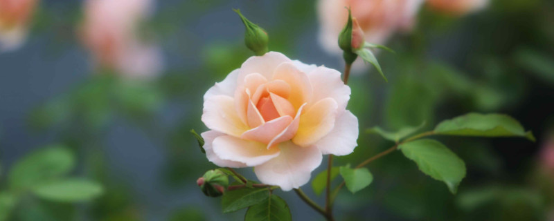 欧月玫瑰的养殖方法和注意事项（欧月玫瑰一年开几次花）