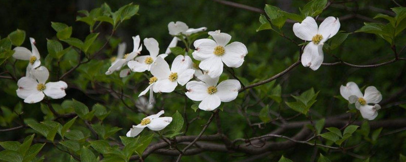 尖叶四照花什么属 尖叶四照花果实