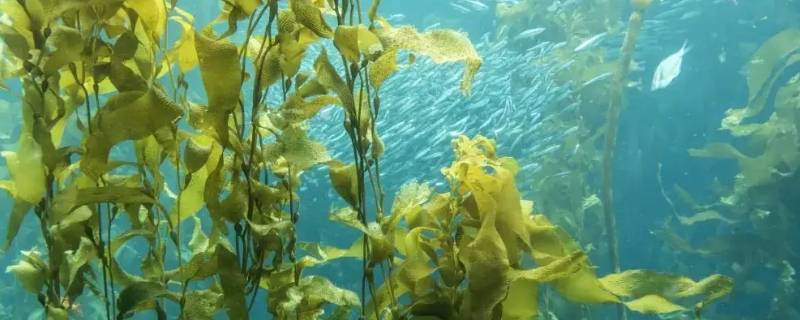 海藻是动物还是植物啊 海藻是植物嘛
