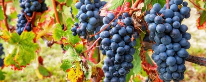 葡萄酒的葡萄品种和特点（各种葡萄酒葡萄品种特色）