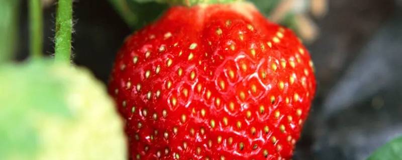 草莓怎么形容 草莓怎么形容外形特征了