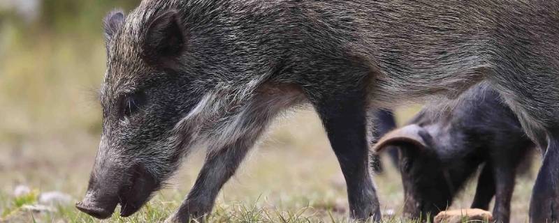 为什么野猪是保护动物 野猪不应该是保护动物