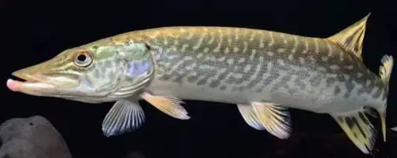 白斑狗鱼主要分布在哪个洲的淡水流域