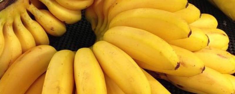 米蕉里面黑色硬硬一粒是什么 米蕉为什么有一粒粒黑黑硬的东西