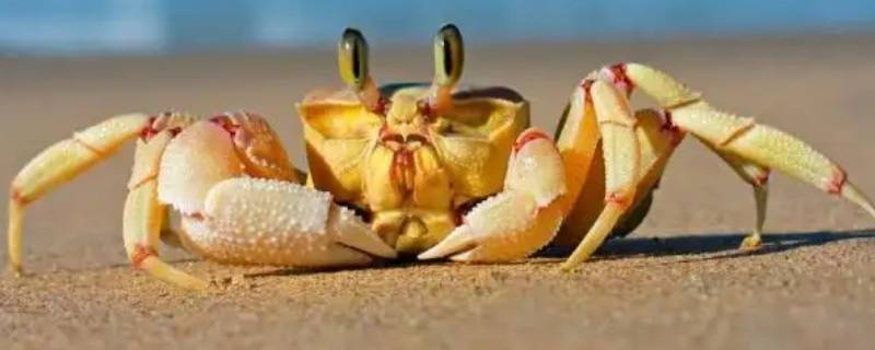 母螃蟹肚子里黑色的膏状物是什么 母螃蟹里面黑色膏状的东西是什么