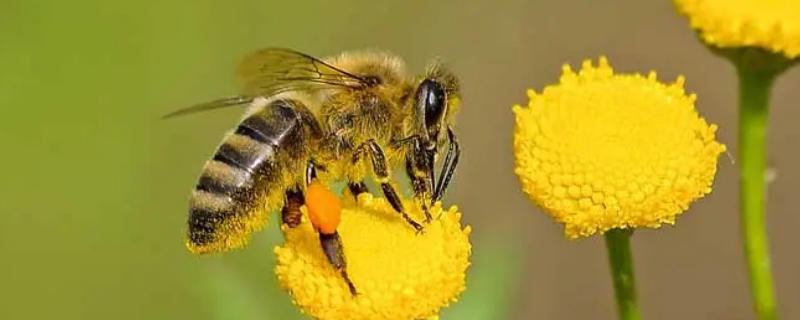 蜜蜂是什么动物（蜜蜂是什么动物进化的）