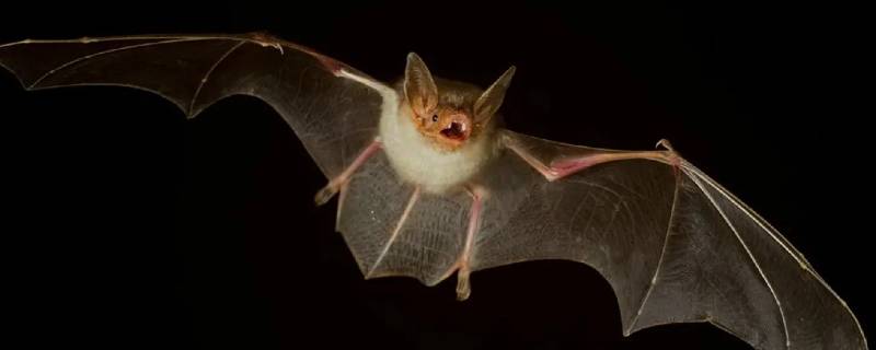 蝙蝠的嘴相当于雷达的什么耳朵相当于雷达的什么