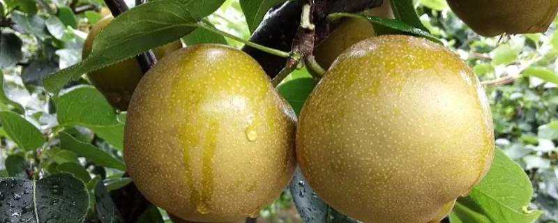 梨树对水分的要求高吗 梨树生长对环境有哪些要求