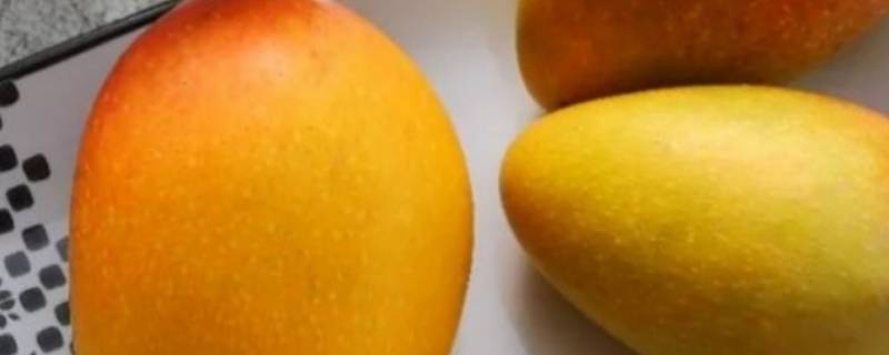水仙芒果硬的能直接吃吗 水仙芒果可以生吃吗