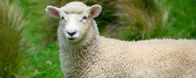 绵羊可以做什么生活用品 绵羊可以做成什么生活用品