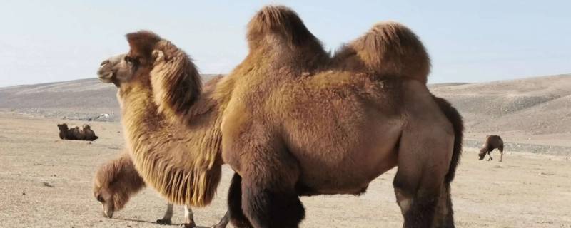 骆驼只有双峰驼一种正确还是错误 骆驼单峰驼和双峰驼