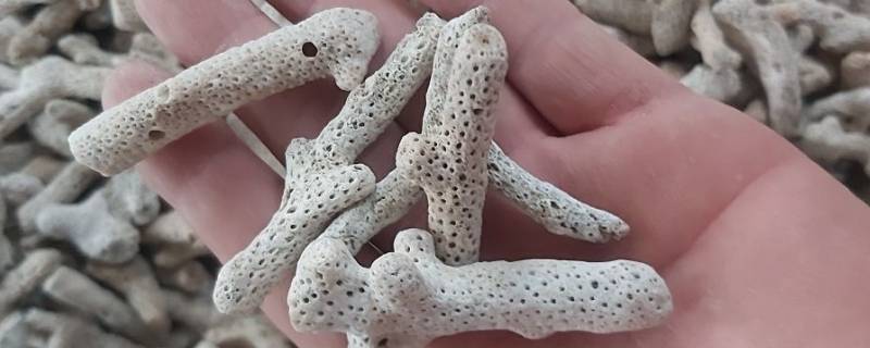 珊瑚骨是什么东西 珊瑚骨有什么用