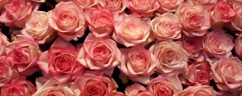 九朵粉玫瑰花代表什么意思 9朵粉玫瑰花代表什么意思
