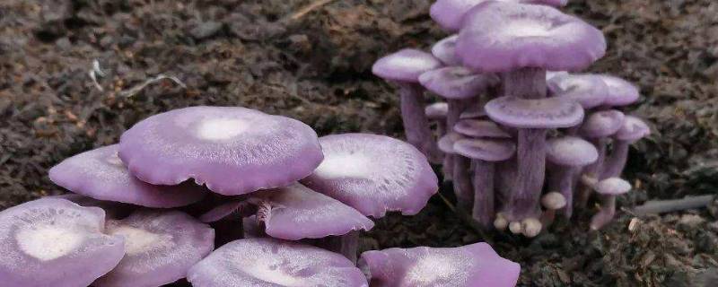 紫丁香蘑和花脸香蘑的区别 花脸香蘑的栽培方式有