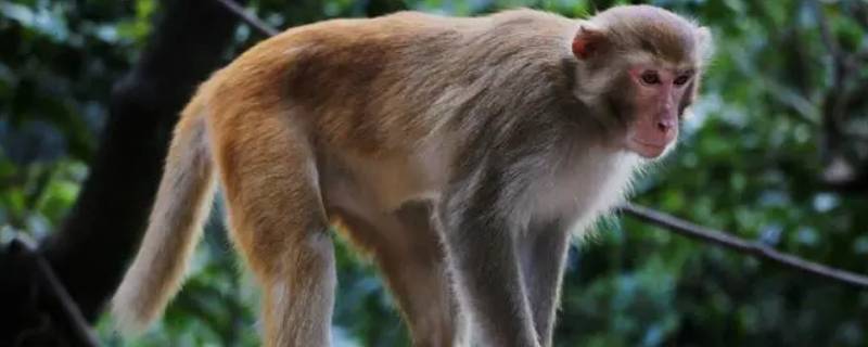 猴子的尾巴起什么作用 猴子的尾巴的作用是干什么的