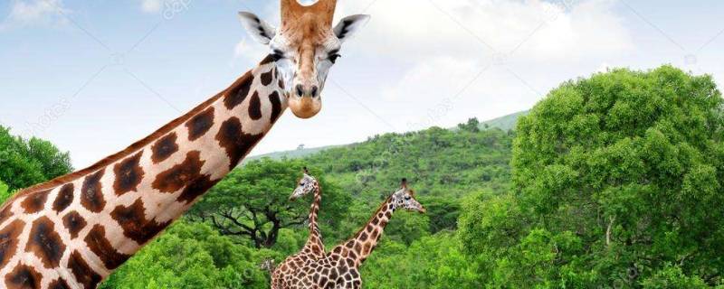 长颈鹿的天敌是什么动物 长颈鹿对应什么动物