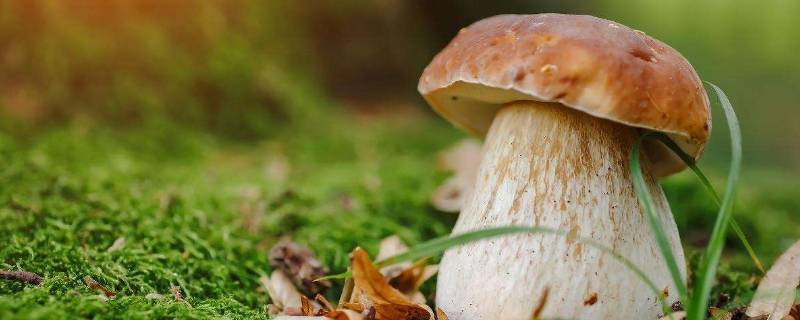 什么是迷幻蘑菇
