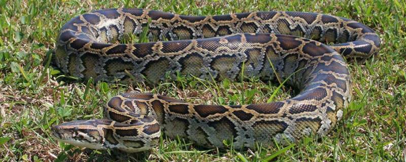 蟒和蛇有什么区别 蟒蛇跟蛇的区别