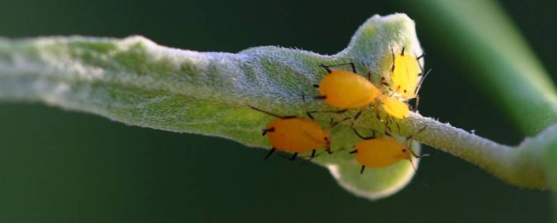 蚜虫又称什么虫 蚜虫的成虫叫什么