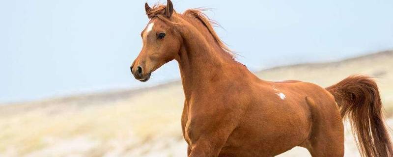 马的寿命一般有多长 马的寿命