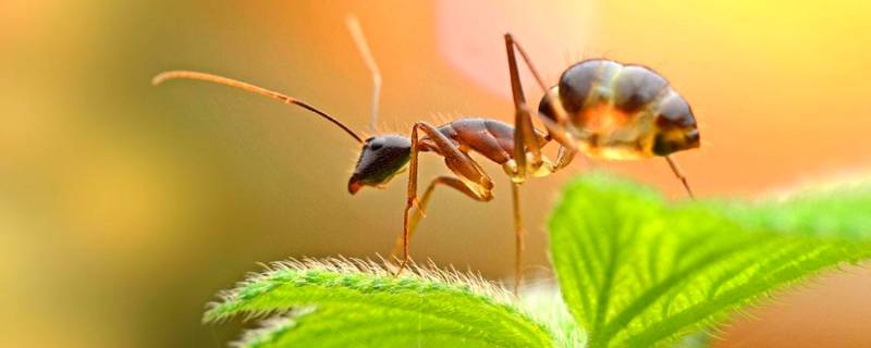 蚂蚁属于什么纲 蚂蚁属于什么纲目
