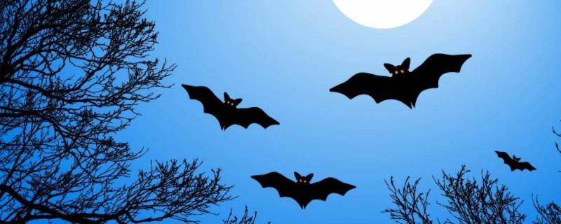 蝙蝠在夜里是怎样飞行 蝙蝠在夜里是怎样飞行的,写短一点