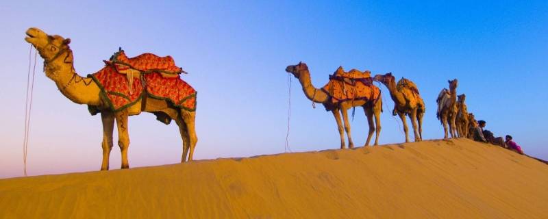 骆驼生活在哪里 双峰骆驼生活在哪里