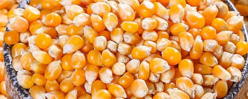 爆米花的玉米是哪种玉米 爆米花的玉米是普通的玉米吗