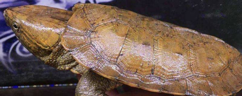 鹰嘴龟是国家几级保护动物（鹰嘴龟属于国家几级保护动物）