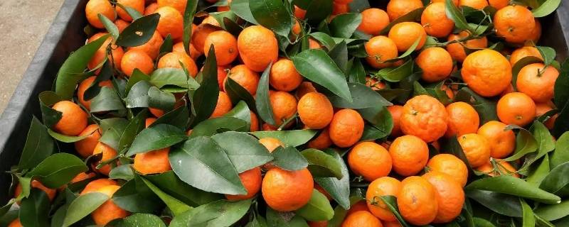 冰糖橘怎么保存不容易坏 冰糖橘怎么储存
