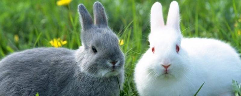 小兔的脚印是什么图案 小兔子的脚印是什么图案
