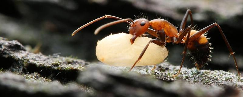 工蚁是公的还是母的 蚂蚁是公的还是母的