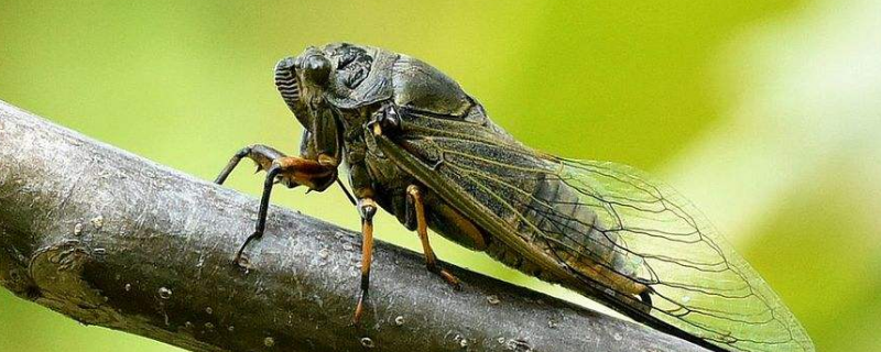 昆虫记中蝉被称为什么 《昆虫记》中关于蝉的介绍