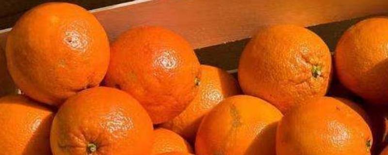 粑粑柑和橘子有什么区别 粑粑柑和橘子的区别