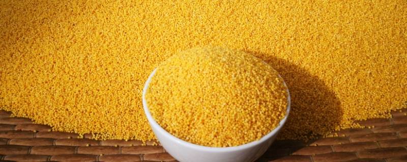 小米蛋白质含量（小米蛋白质含量每100克）