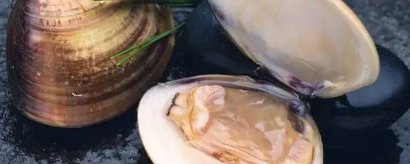 河蚌的贝壳是用来游泳的吗 河蚌是怎么游泳的