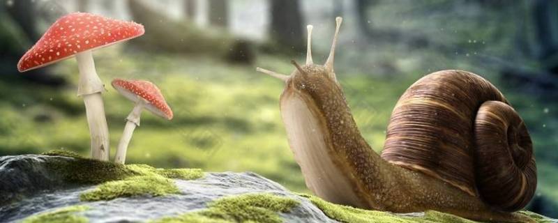 小蜗牛为什么不用避雨 小蜗牛为什么不用避雨填空