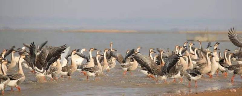 鄱阳湖候鸟有哪些种类 鄱阳湖候鸟品种