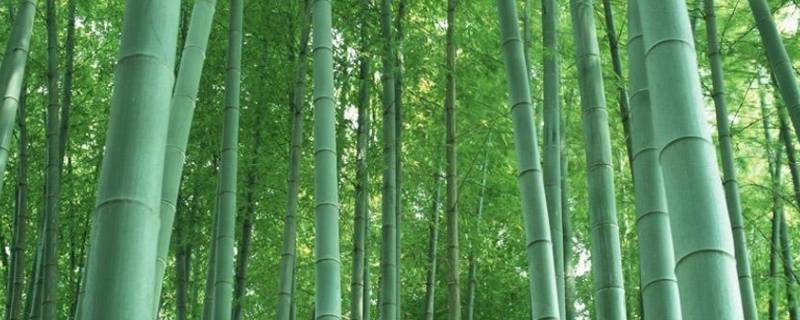 古时对竹子的雅称 古代对竹子的美称