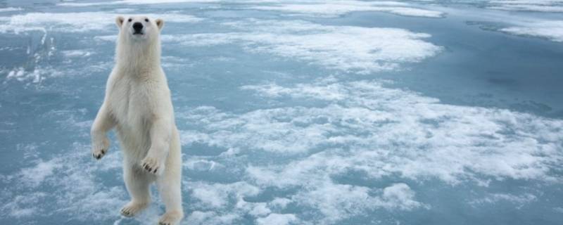 北极熊多高 一只成年北极熊多高